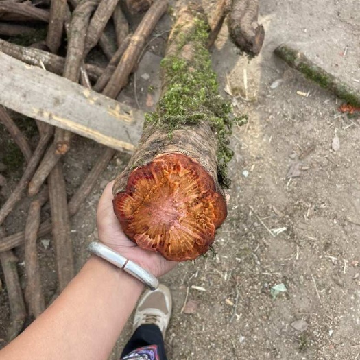 血塞通 红藤 缅甸 粗大