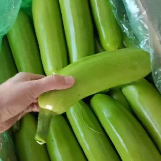 精品西葫芦大量上市产地直销实力代收