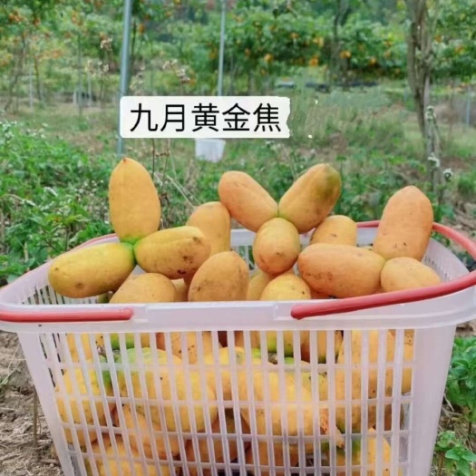 靖州县（真无籽贵）无籽九月黄改良高品质九月黄树苗黄皮丁社长包回收