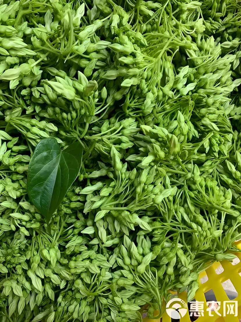 广西百亩精品半野生食用夜香花产地直供