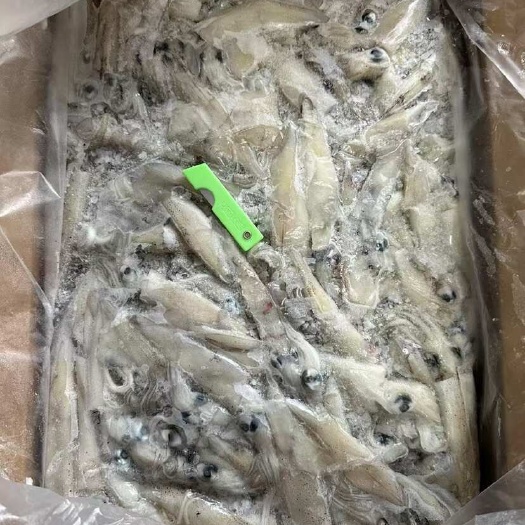 鲜冻笔管鱼籽乌海兔鲜冻鱿鱼海鲜批发商用灯光笔管鱼小乌贼海鲜批
