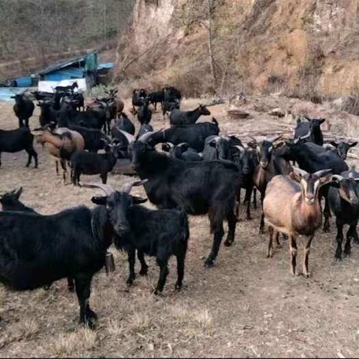 广南县个人农户出售云南地方土著黑山羊