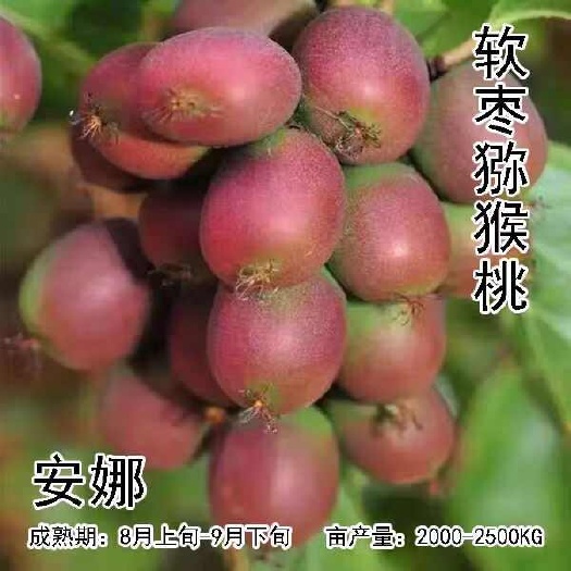 靖州县软枣猕猴桃苗树自花授粉丁社长当年结果带果果树果苗南北方