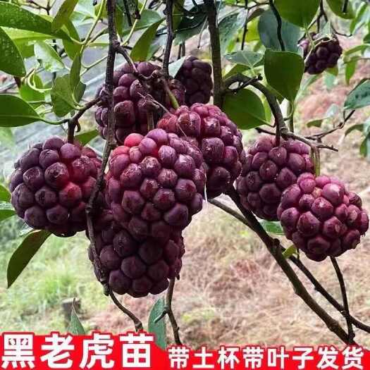 靖州县（真无籽贵）黑老虎苗布福娜苗耐寒爬藤果苗大血藤果当年结果