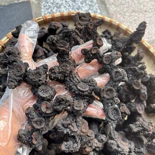 汕头黄精，姜型黄精，多花黄精，九制黄精