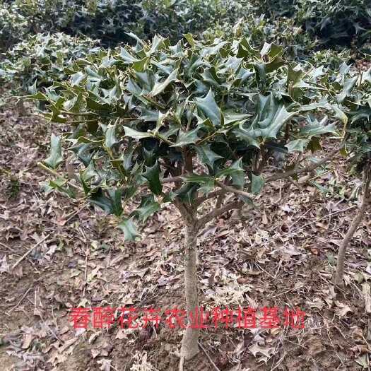 随州有刺枸骨树苗枸骨老桩盆景带刺绿植老虎叶带八角刺球花卉绿植盆栽