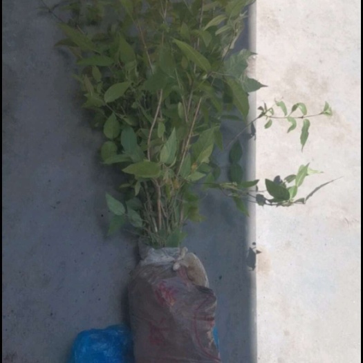 凤县秦岭特色杈杷果苗 爱心果，羊奶果苗