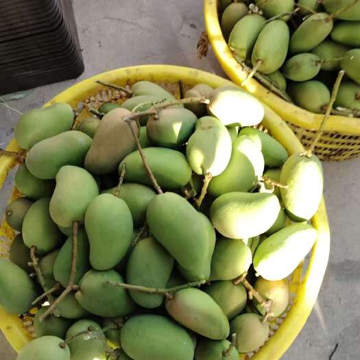 海南陵水新鲜台农芒 热带水果直发 果肉饱满甜蜜多汁
