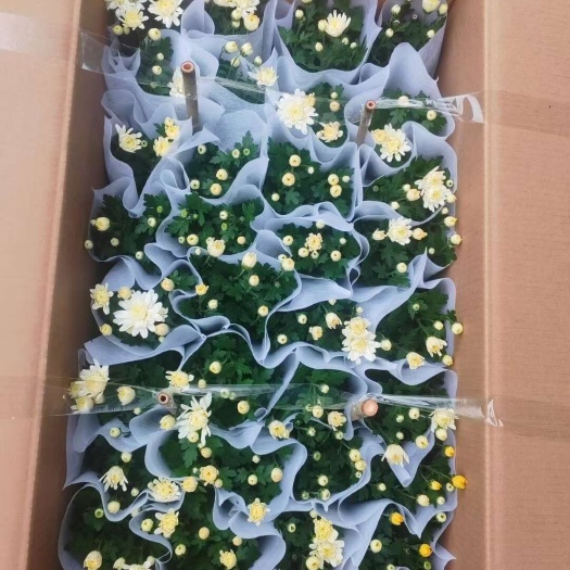 清明菊花  杭白菊 黄白菊 龙爪菊 现货批发