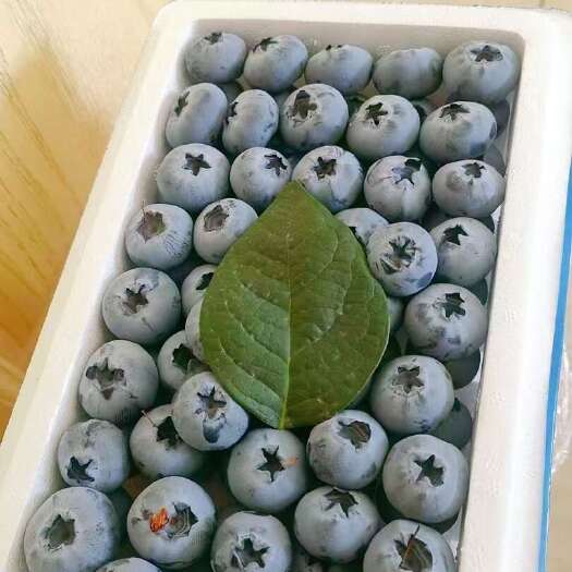 丹东丹东温室蓝莓 花香（L25）L11 优瑞卡等