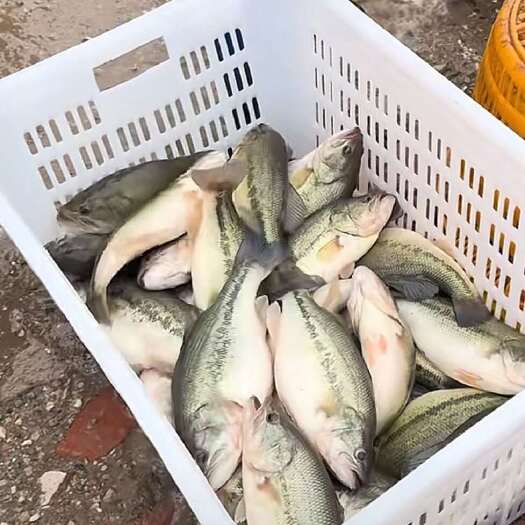 泌阳县淡水鲈鱼