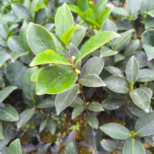 茶花苗，一手货源，欢迎选购