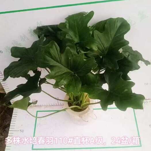 广州春羽绿植盆栽花卉观叶植物客厅办公桌面室内易养活四季常青吸甲醛
