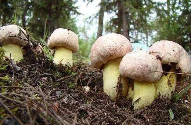 大理市云南野生菌大量上市～～预售～批发～零售