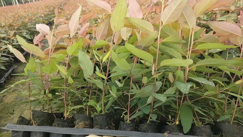 遂溪县速成广林29号苗