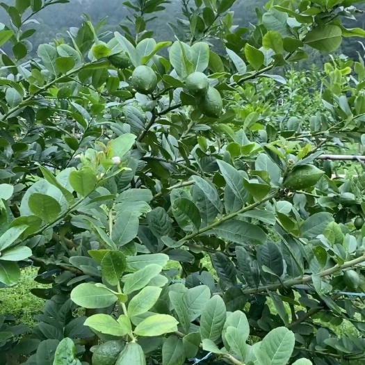 阳春市广东香水柠檬,清新滋味,香气浓郁,果皮薄而光滑,汁多味美
