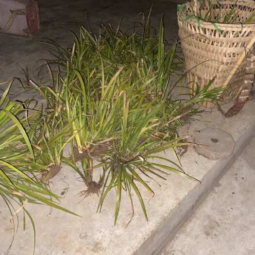 苍溪县石菖蒲苗