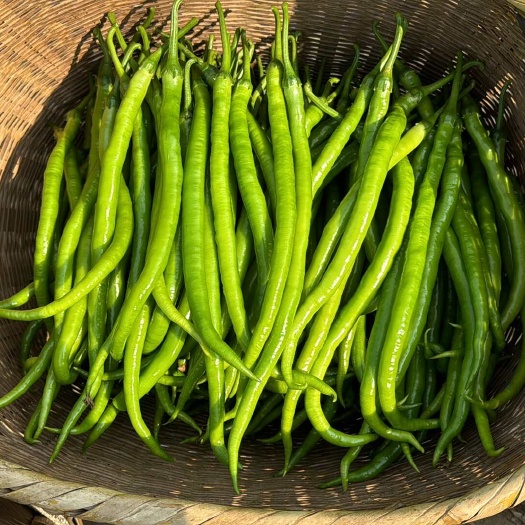 瑞丽市精品线椒