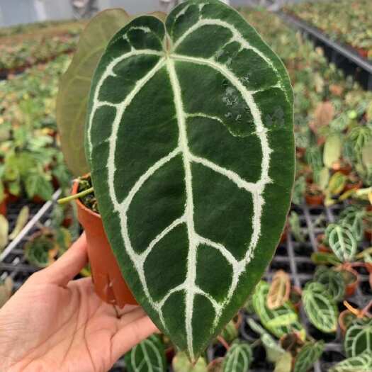 惠东县水晶花烛7号黑丝绒杂100＃ 自培品种 基地直发 量大从优