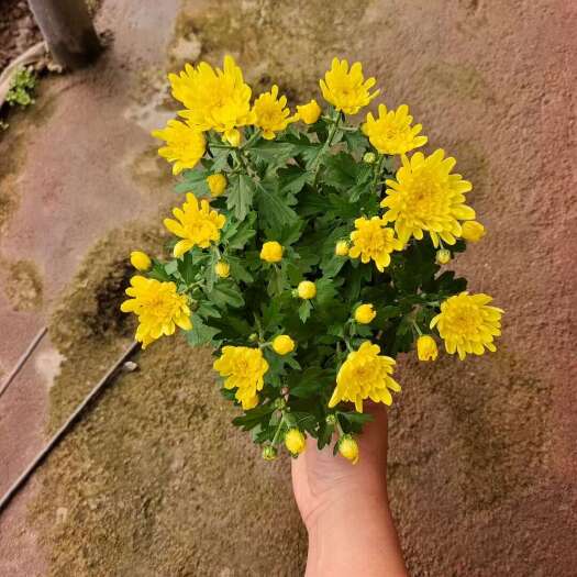 青州市清明黄白菊  菊花  黄菊花 白菊花 大量现货