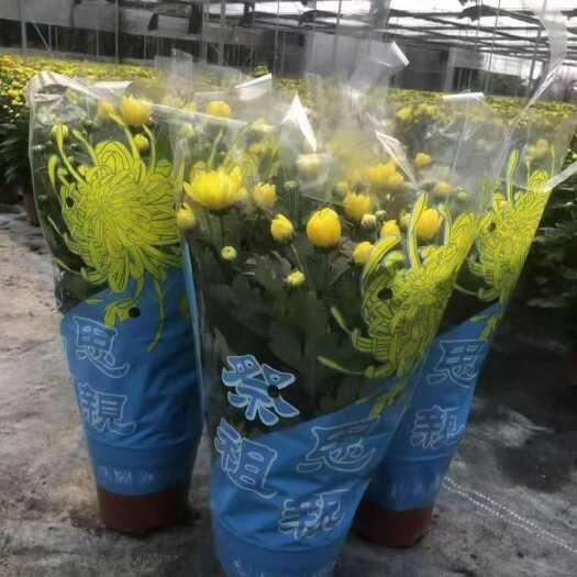 手提袋  黄菊 白菊  枝枝顶花苞
