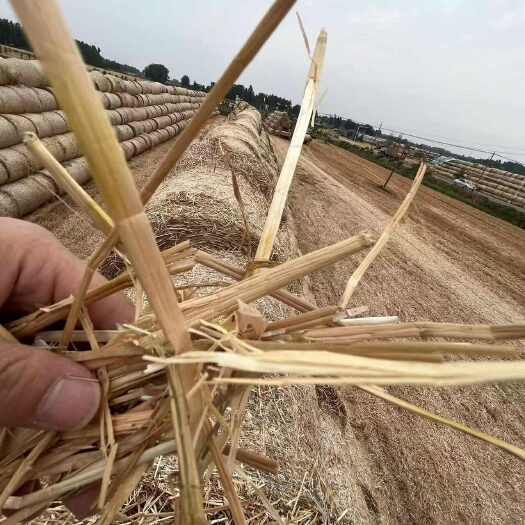 正阳县小麦秸秆