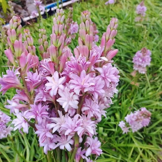 晚香玉种球现货销售，花海、小院、花境、鲜切花都可以