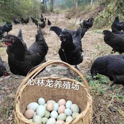 两当县林间散养白壳绿壳土鸡蛋包邮价