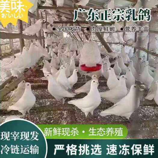 佛山商用乳鸽新鲜现杀脆皮乳鸽原材料冰鲜发货长期供应各大酒店餐饮店