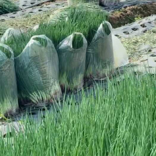 威宁县精品红葱