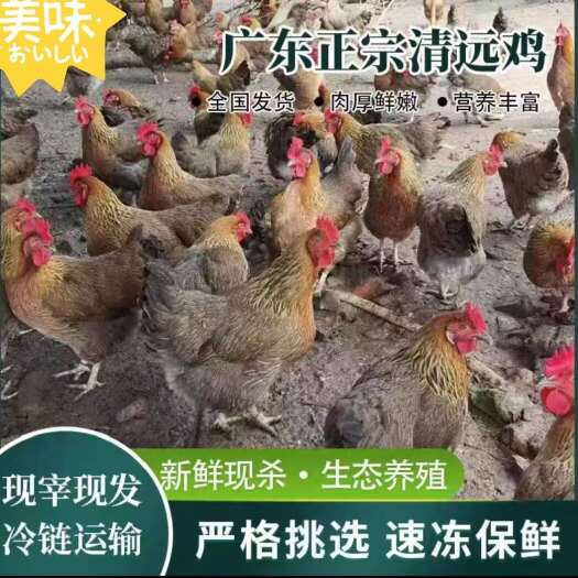 佛山广东本地养殖清远鸡，鲜活光鸡批发，活禽现杀全国包邮
