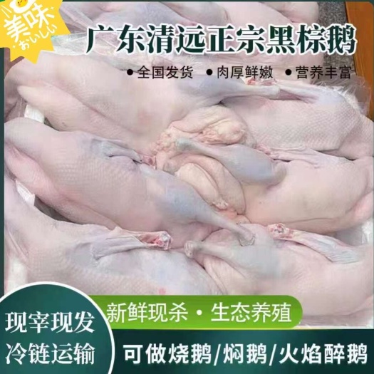 佛山广东清远黑棕鹅鲜活现杀 烧鹅 醉鹅 火焰鹅食材 棚鹅当天屠宰