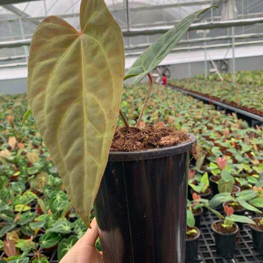 惠东县水晶花烛9号蝶桃杂黑麻麻150＃ 基地直发 量大从优