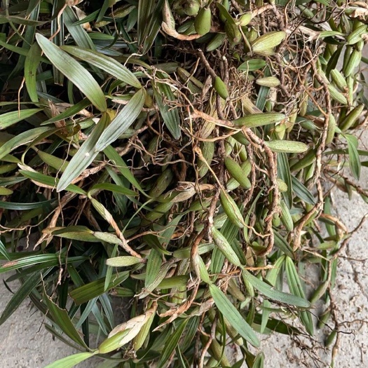 环江县双叶大果石橄榄