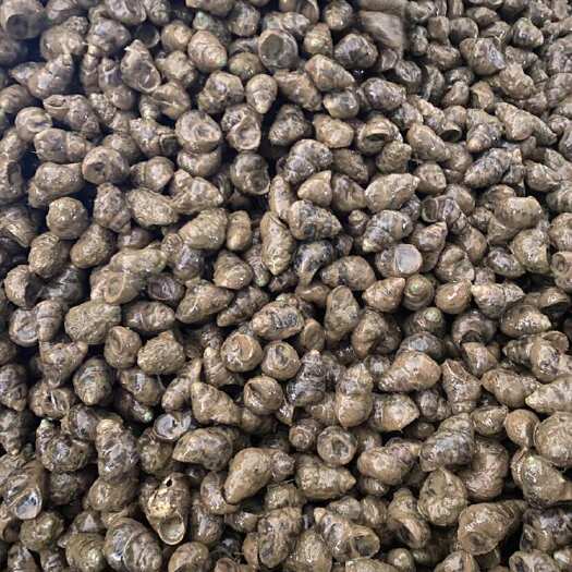 武汉淡水石螺 中大规格 活水现捞 新鲜食用螺类产品
