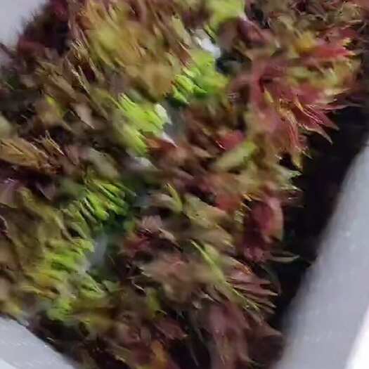 大理市云南香椿红椿