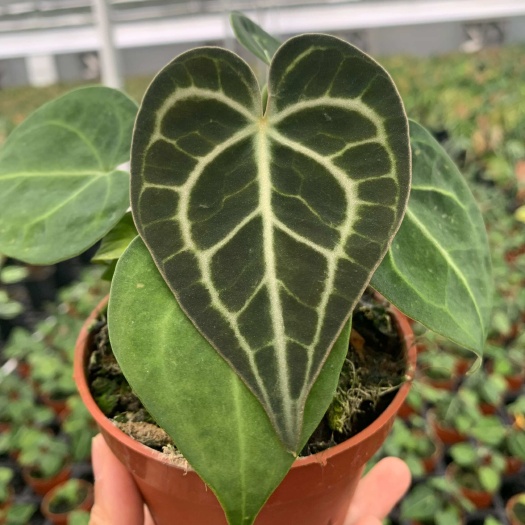 惠东县水晶花烛3号克莱恩100＃  自培品种  基地直发  量大从