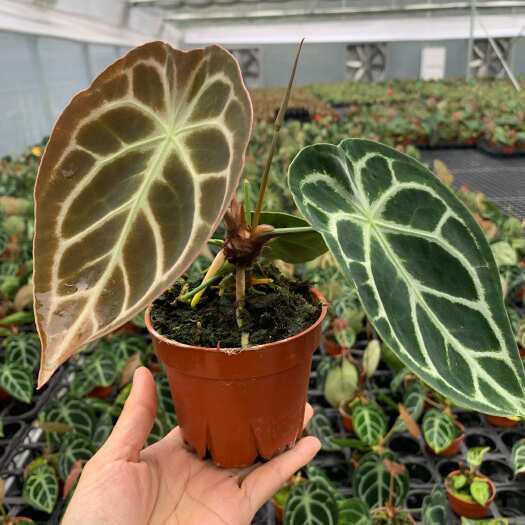 惠东县水晶花烛4号铜锣烧100＃ 自培品种  基地直发  量大从优