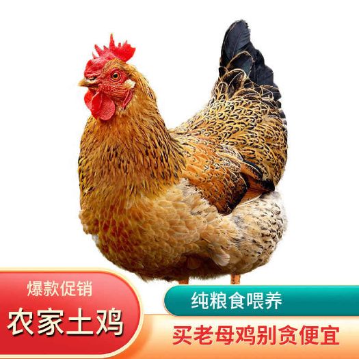 两年老母鸡/老鸡乸/三黄老鸡