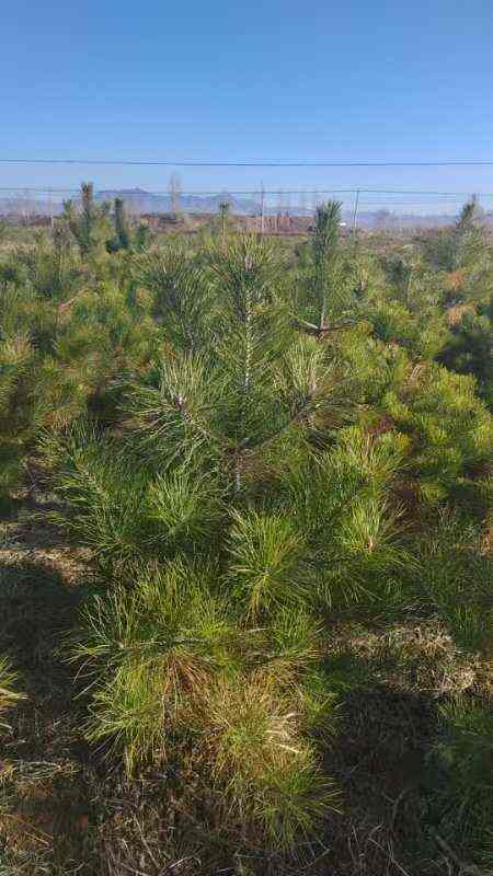 定值油松1.4/1.5起步杯苗