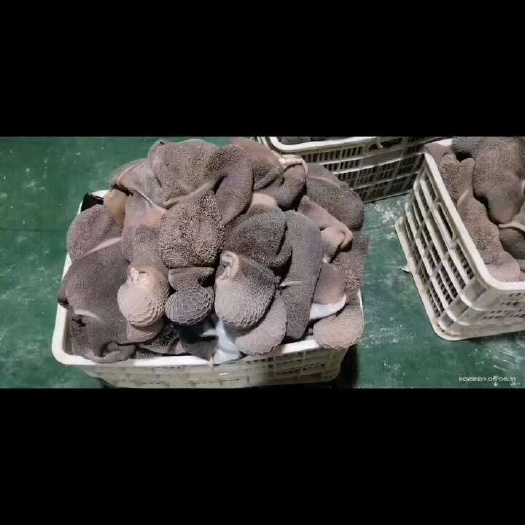 中牟县直供新鲜毛肚 禽畜肉蛋优质牛副产品 物流快速稳定发货现货行货