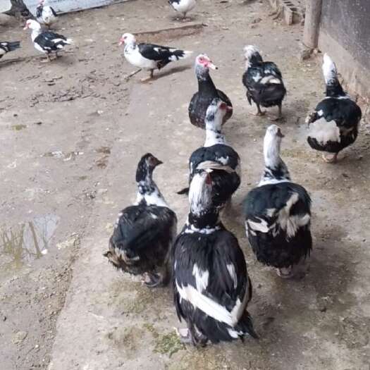 保靖县番鸭
