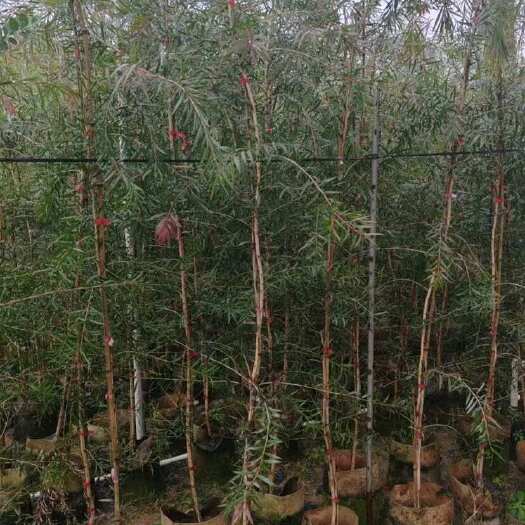 普宁市大量出售串钱柳，红千层，1.5米高至10公分