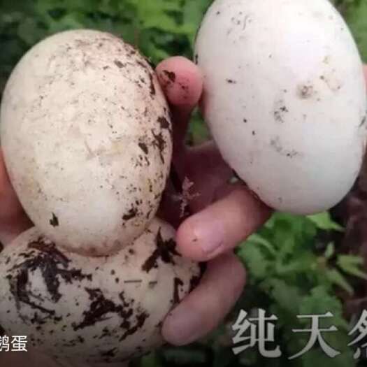 济南鹅蛋