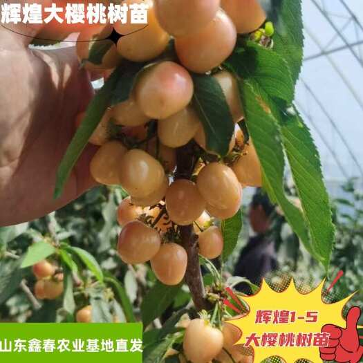 泰安基地直发辉煌1-5大樱桃树现挖现卖吉塞拉根系果个脆甜樱桃树苗