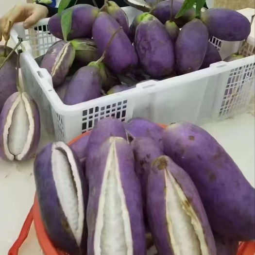 靖州县八月瓜苗  改良八月瓜挂果快  产量高爬藤改良南北适种