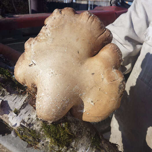 桦甸市白灵芝。新货大片