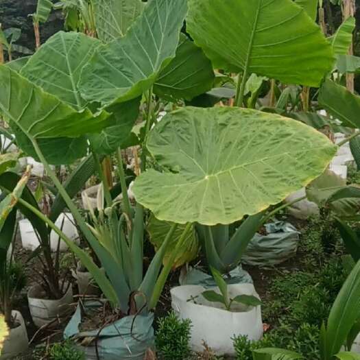 成都象耳芋