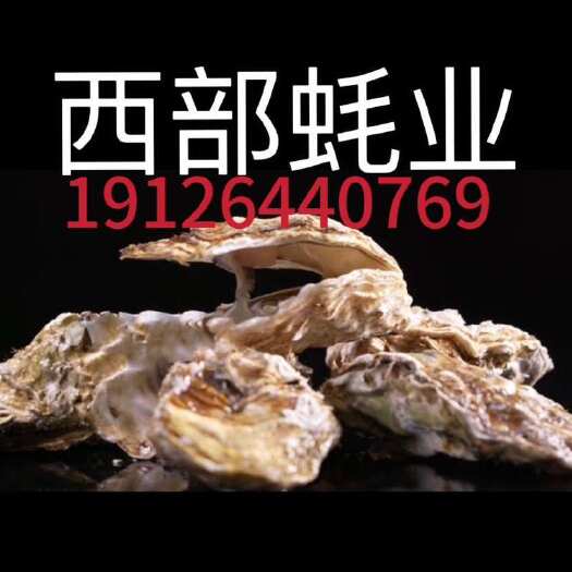 湛江湛江源头工厂，主营三倍体、乳山蚝，广东省内包邮