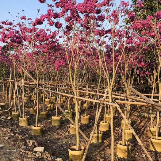 普宁市热门紫花风铃木1至10公分大量出售